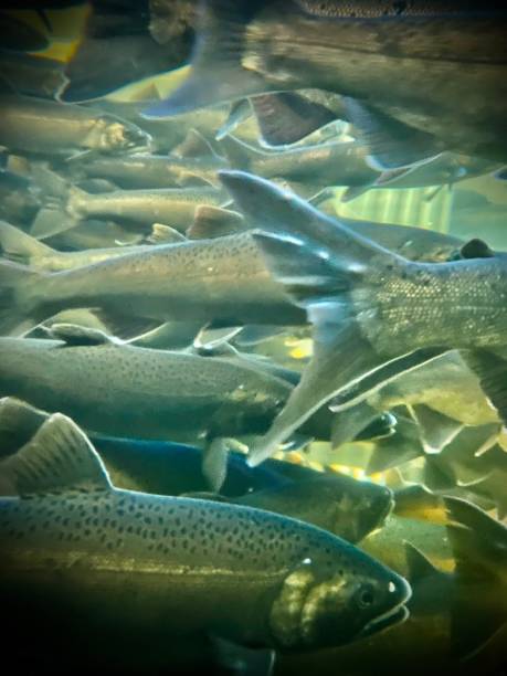 salmon swimming upstream following the capilano river pause in aerated water tanks at the capilano fish hatchery in northern vancouver, canada. hiking in the capilano river regional park, north vancouver, canada - july 2023. hatchery stock pictures, royalty-free photos & images