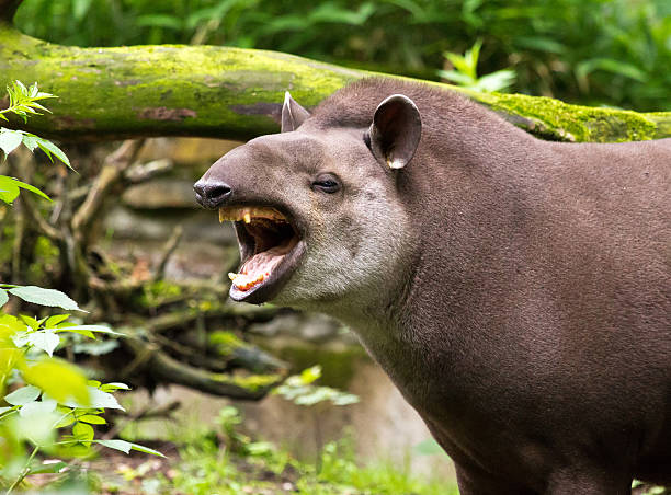 brazilian tapir gähnen - tapir stock-fotos und bilder