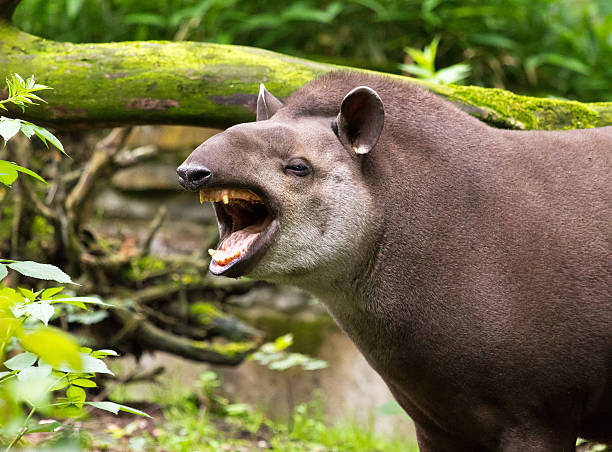 tapir amazónico bostezar - tapir fotografías e imágenes de stock