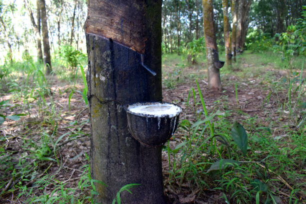 istock Fresh milky Latex flows into a plastic bowl in from para rubber tree as a source of natural rubber.  Collecting latex by Rubber tapping process from a rubber tree. 1567980837