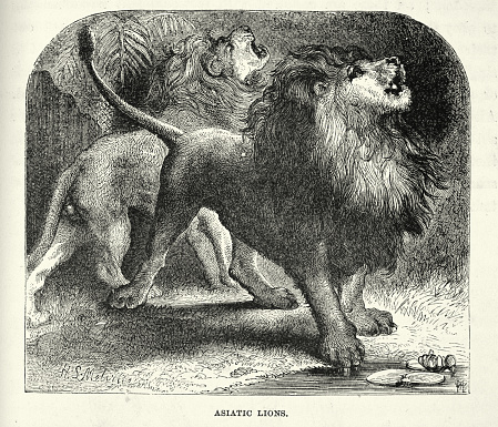 Vintage illustration of Asiatic lion, also known as the Persian lion a population of Panthera leo leo that today survives in the wild only in India
