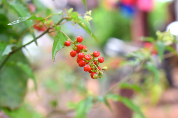 istock Selective focus on red berries with nature blurred background. 1567981939