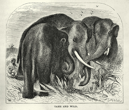 Vintage illustration of Tame and Wild Elephants, Victorian 1860s