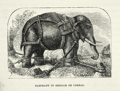 Vintage illustration of Wild elephant tied uo in a Keddah or corral, Victorian 1860s