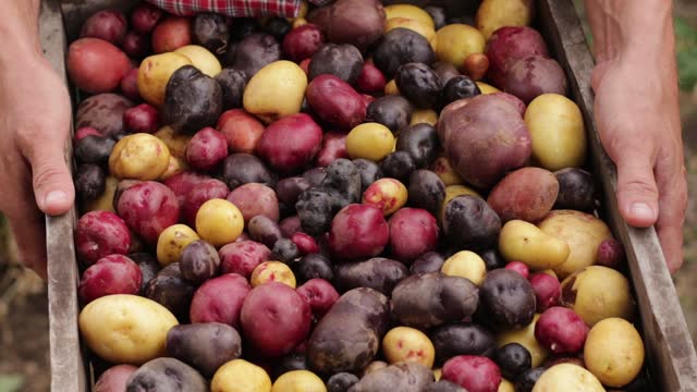 fresh harvest of multi-colored potatoes of different sizes in a wooden box in the hands of a farmer