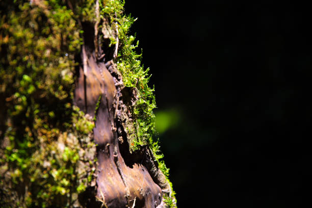 Close-up of a bare tree trunk with pieces of moss covered bark