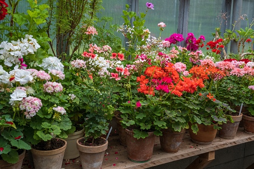 many different colors of geraniums in a greenhouse on a shelf. concept of greenhouse plants. nice hobby, gardening