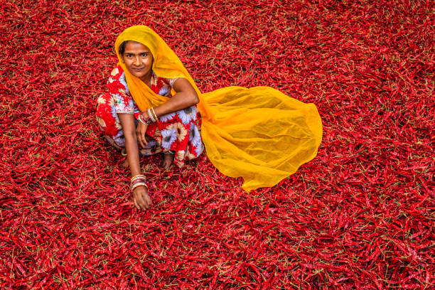 istock Young Indian woman sorting red chilli peppers, Jodhpur, India 1568004812