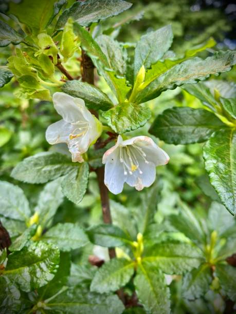 белые цветы каскадной азалии (rhododendron albiflorum) растут в национальном парке северные каскады. - north cascades national park pacific northwest flower cascade range стоковые фото и изображения