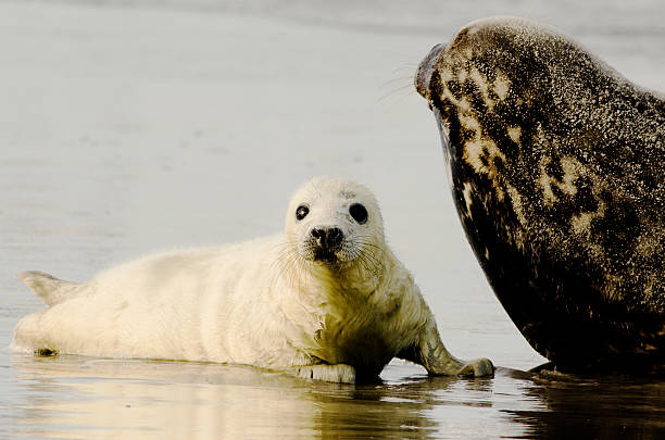 istock Cute gray seal pup and his mother. 156802482