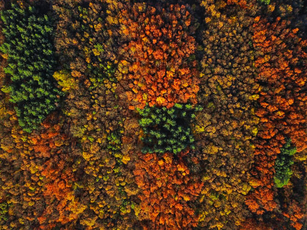 Overhead colorful mixed autumn forest aerial background, made directly from above