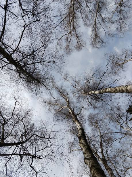 istock Trees in the forest during summer, autumn or winter. Slovakia 1568027655
