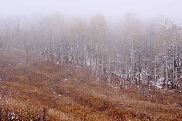 A floresta com névoa - foto de acervo