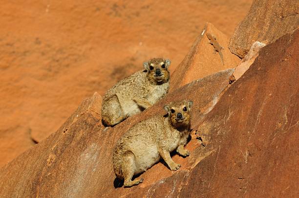 Klippschlieferfamilie Klippschliefer family in the vicinity of the Twyfelfontein Country Lodge in Damaraland in Namibia hyrax stock pictures, royalty-free photos & images