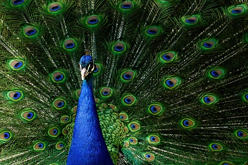 A majestic peacock is displayed in all its beauty, with its vibrant blue feathers spread out in a majestic fan