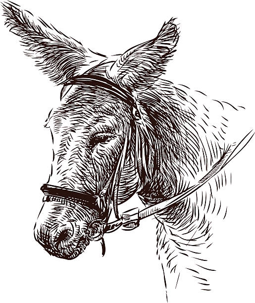 ilustraciones, imágenes clip art, dibujos animados e iconos de stock de burro - orejas de burro