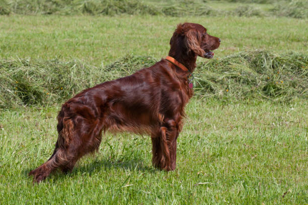 istock Irish setter on the mown meadow. 1568042726