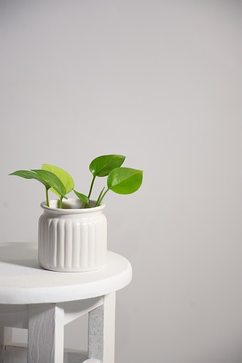 A vertical shot of a lush green potted plant on a white round stool