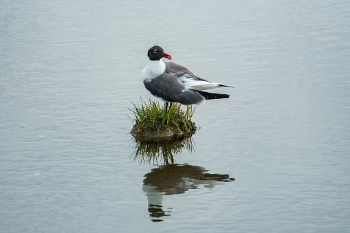 A laughing gull stands on a miniature grassy island at Assateague, with reflection below.