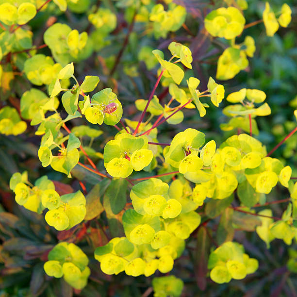 Yellow euphorbia flowers blooming in spring.