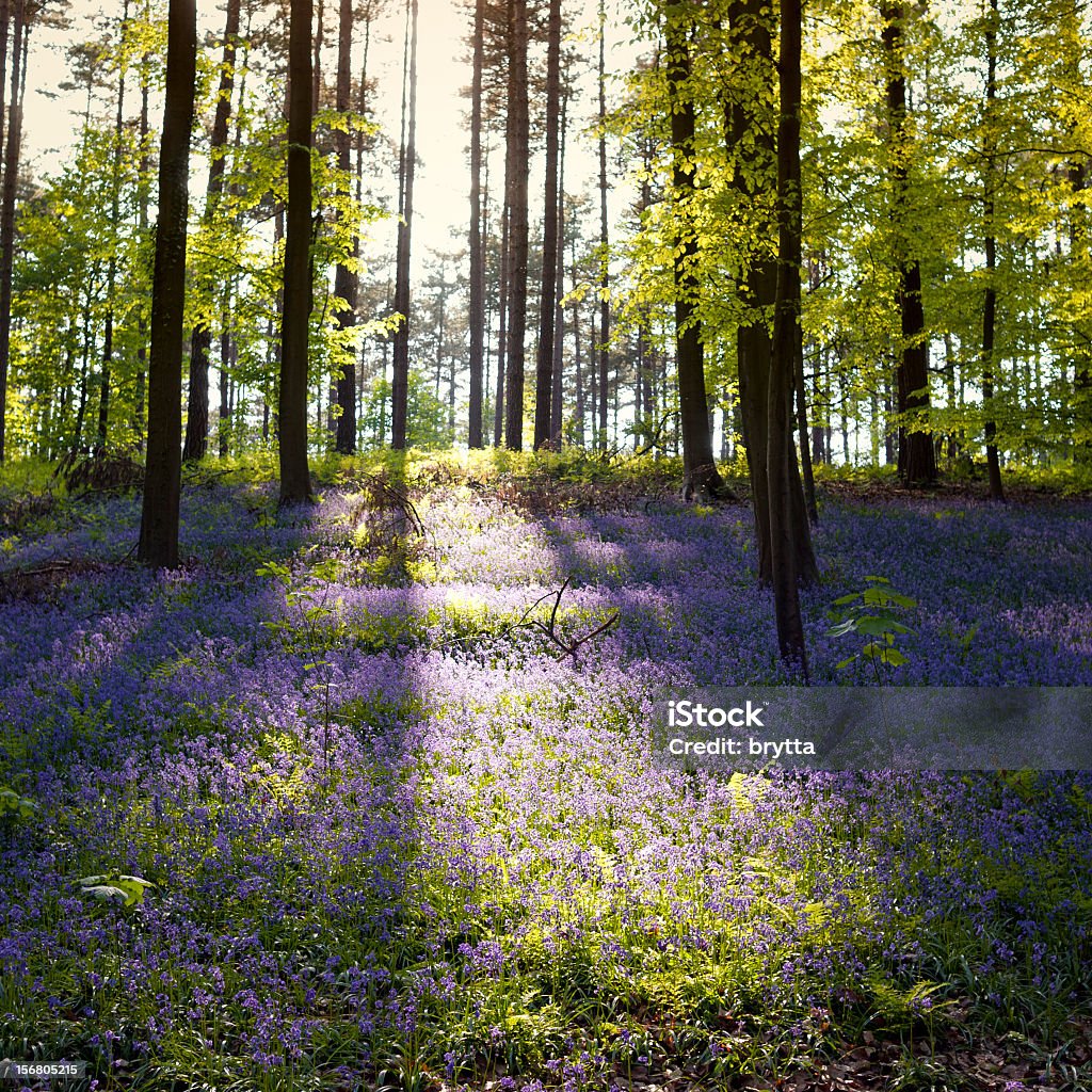 Bluebells in the forest в Hallerbos, Брюссель, Бельгия - Ст�оковые фото Ароматический роялти-фри