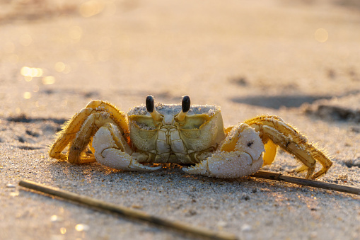 Close-up of a ghost crab on a sandy beach with hues of the early morning sunrise. At Assateague national seashore.