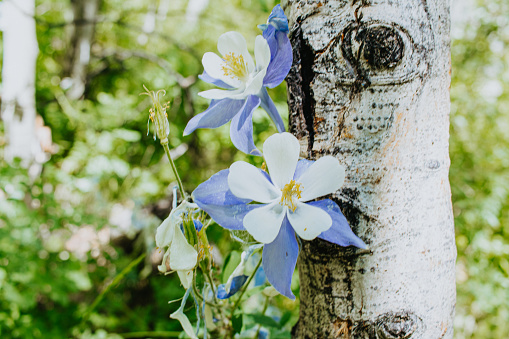 Columbines blooming against aspen bark in Crested Butte, Colorado
