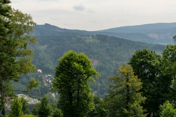 istock Trees in the forest during summer, autumn or winter. Slovakia 1568063617