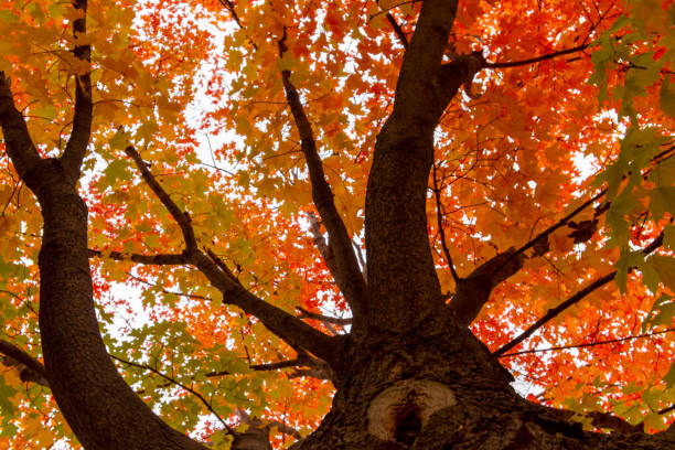 istock Looking up into maple trees in full fall foliage.  Bright sunny October day. 1568065711