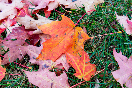 Green lawn is covered with maple leaves in fall.