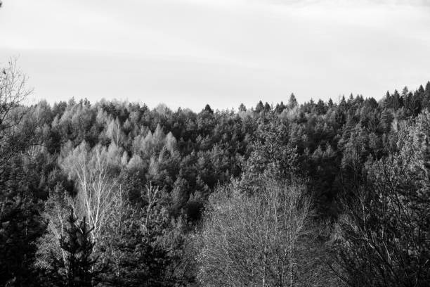 Trees in the forest during summer, autumn or winter.