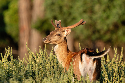 Ala deer living only in Antalya. Dama Dama Deer in Turkey