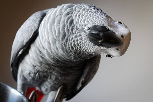 ヨウム、傾斜ヘッド - african grey parrot ストックフォトと画像