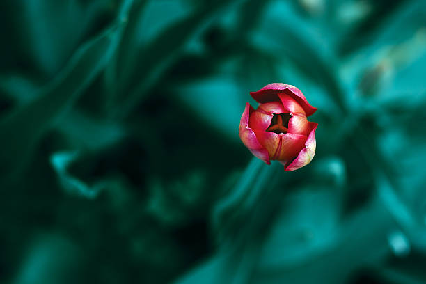 Tulipano su uno sfondo astratto - foto stock