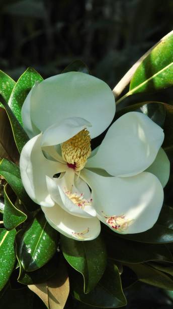 die weiße südliche magnolie (magnolia grandiflora) gehört zur familie der immergrünen. - evergreen magnolia stock-fotos und bilder