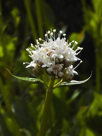 photographing the flora of vancouver, canada - july 2023.