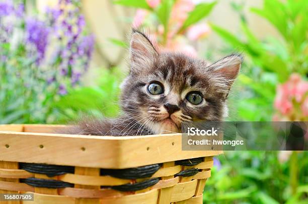 Kitten In Basket Stock Photo - Download Image Now - Kitten, Cute, Outdoors