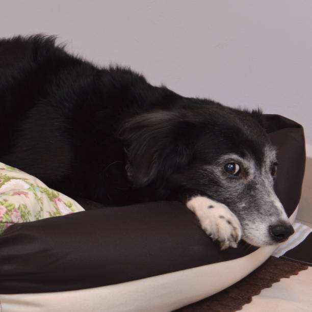 istock Frightened dog trying new bedding looking for camera 1568085904