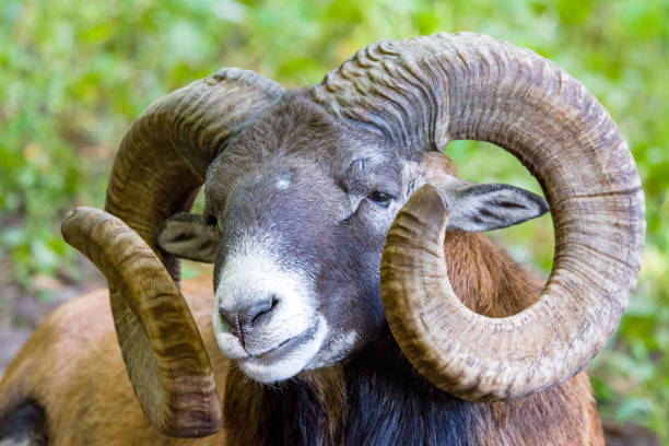 istock A male European Mouflon 1568088490