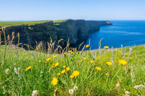The Irish coastline with cliffs and yellow flowers in County Clare.