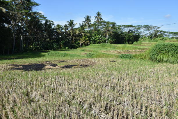 istock Agricultural Field with Palm Trees in Bali 1568098119
