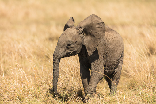 Baby elephant in golden grass of the Masai Mara