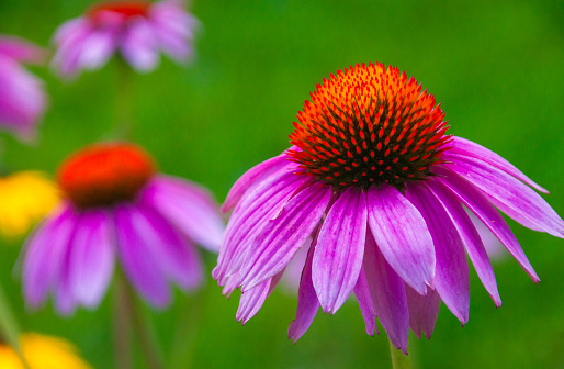 A beautiful coneflower (echinacea) grows in a Cape Cod garden