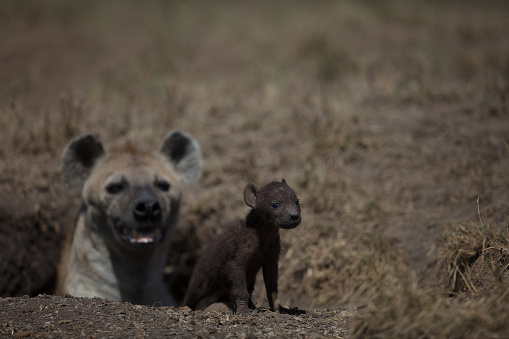A tiny baby hyena outside den with mother watching over