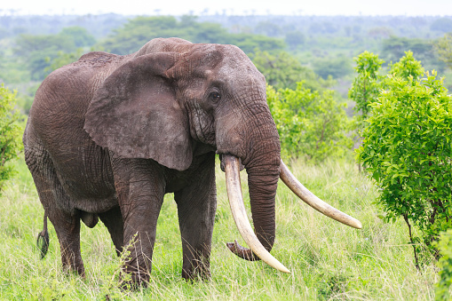 A large bull elephant with huge tusks in Meru National Park, Kenya
