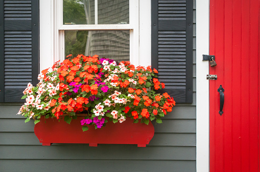 red geraniums in bloom in sunlight