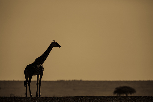 A lone giraffe silhouetted in the golden light of late even in the Serengeti, Tanzania