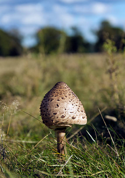 istock Shaggy Parasol Mushroom 156811285