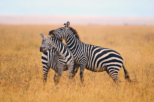 Two wild zebras fight in the savannah of Tanzania.