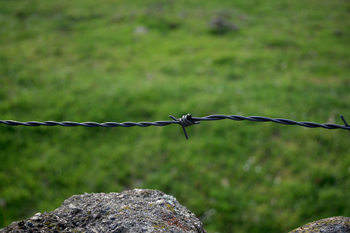Barbed Wire Spur